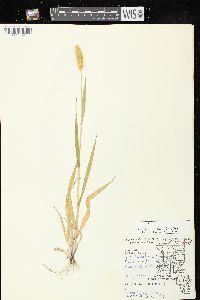 Setaria pumila image