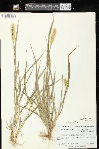 Setaria pumila subsp. pumila image