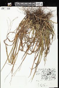 Paspalum setaceum var. muhlenbergii image