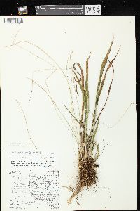 Paspalum setaceum var. muhlenbergii image