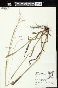 Paspalum setaceum var. muhlenbergii image