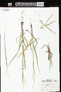 Paspalum setaceum var. stramineum image