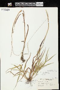 Paspalum setaceum var. stramineum image