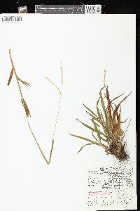 Paspalum setaceum var. stramineum image