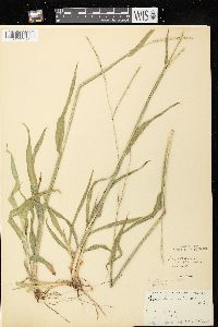 Paspalum setaceum var. stramineum image