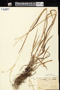 Paspalum setaceum var. stramineum image