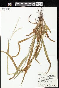 Paspalum setaceum var. stramineum image