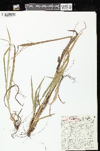 Paspalum setaceum var. stramineum image