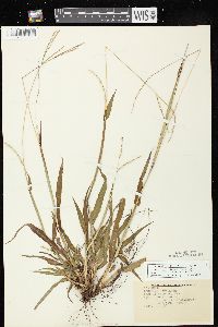 Paspalum setaceum var. stramineum image