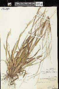 Paspalum setaceum var. stramineum image