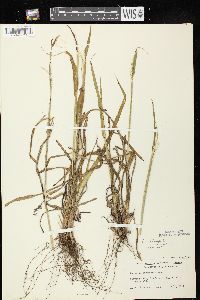 Paspalum setaceum var. stramineum image