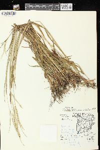 Paspalum setaceum var. stramineum image