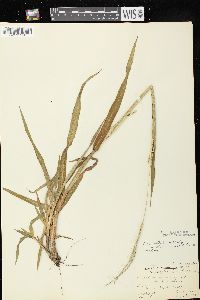 Paspalum setaceum var. stramineum image