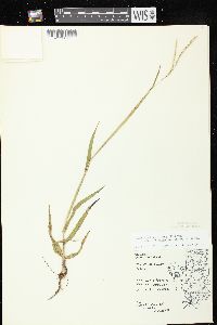 Paspalum setaceum var. stramineum image