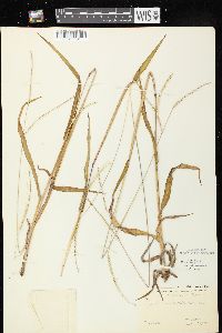 Paspalum setaceum var. stramineum image