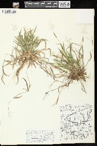 Dichanthelium acuminatum subsp. implicatum image