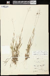 Dichanthelium acuminatum subsp. implicatum image