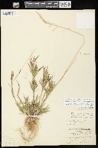 Dichanthelium acuminatum subsp. implicatum image