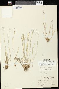 Dichanthelium acuminatum subsp. implicatum image