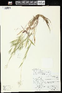 Dichanthelium acuminatum subsp. implicatum image