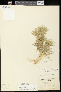 Dichanthelium acuminatum subsp. implicatum image