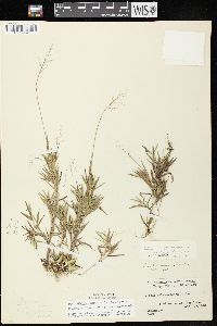 Dichanthelium acuminatum subsp. implicatum image