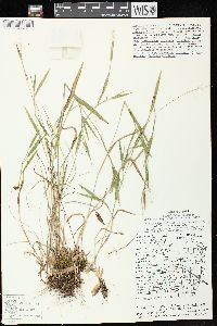 Dichanthelium acuminatum subsp. implicatum image
