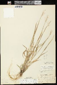 Dichanthelium acuminatum subsp. implicatum image