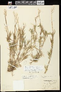 Dichanthelium acuminatum subsp. implicatum image