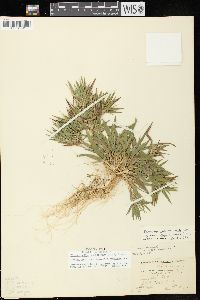 Dichanthelium acuminatum subsp. implicatum image