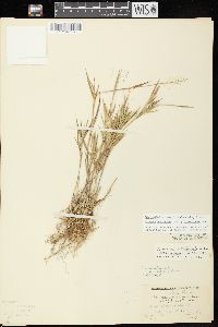 Dichanthelium acuminatum subsp. implicatum image