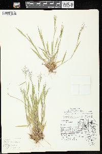 Dichanthelium acuminatum subsp. implicatum image