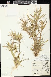 Dichanthelium acuminatum subsp. implicatum image