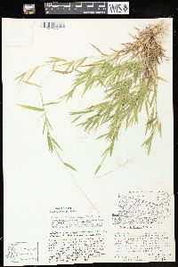 Dichanthelium acuminatum subsp. implicatum image