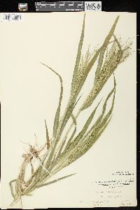 Panicum capillare subsp. capillare image