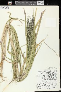 Panicum capillare subsp. capillare image