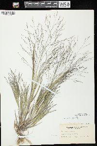 Panicum capillare subsp. capillare image