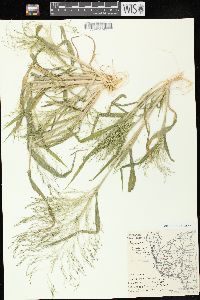 Panicum capillare subsp. capillare image