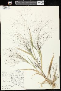 Panicum capillare subsp. capillare image