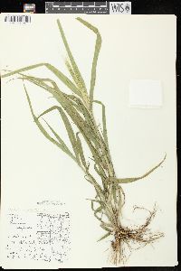 Panicum capillare subsp. capillare image