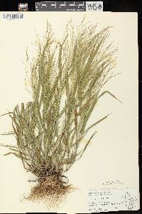 Panicum capillare subsp. capillare image