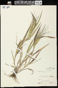 Panicum capillare subsp. capillare image