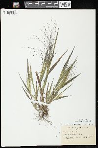 Panicum capillare subsp. capillare image