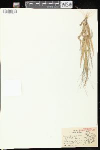 Panicum capillare subsp. capillare image