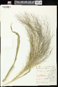 Panicum capillare subsp. capillare image