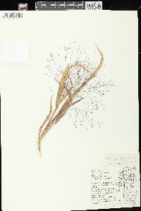 Panicum capillare subsp. capillare image