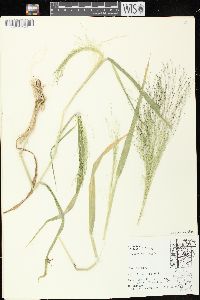 Panicum capillare subsp. capillare image