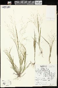 Panicum capillare subsp. capillare image