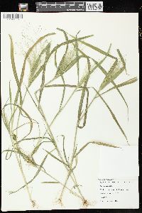 Panicum capillare subsp. capillare image