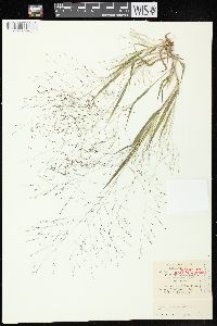 Panicum capillare subsp. capillare image